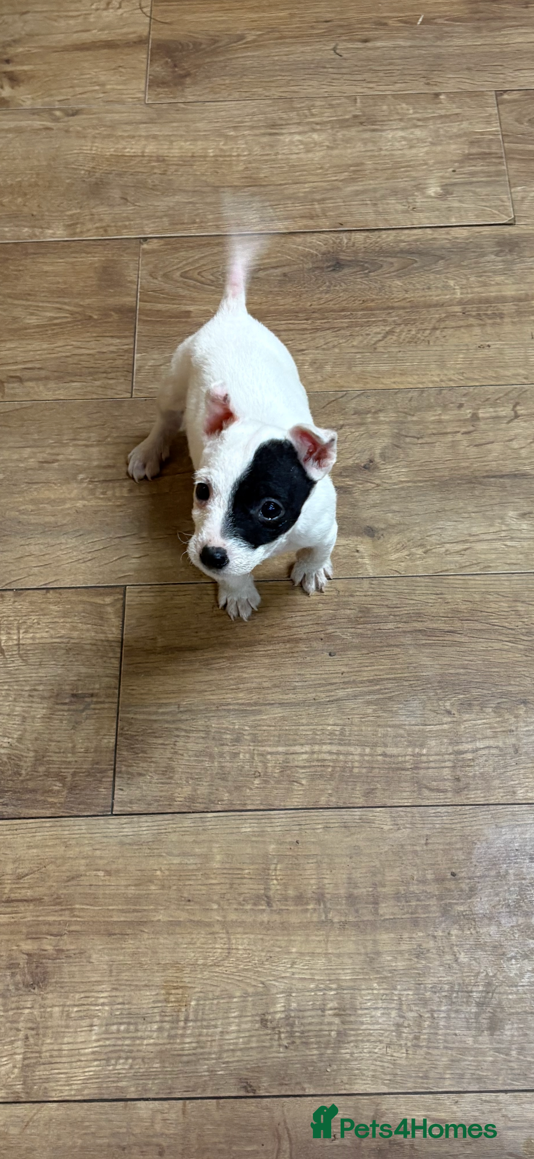 Jack Russell dogs for sale: Lovely jack Russel puppies - Advert 6
