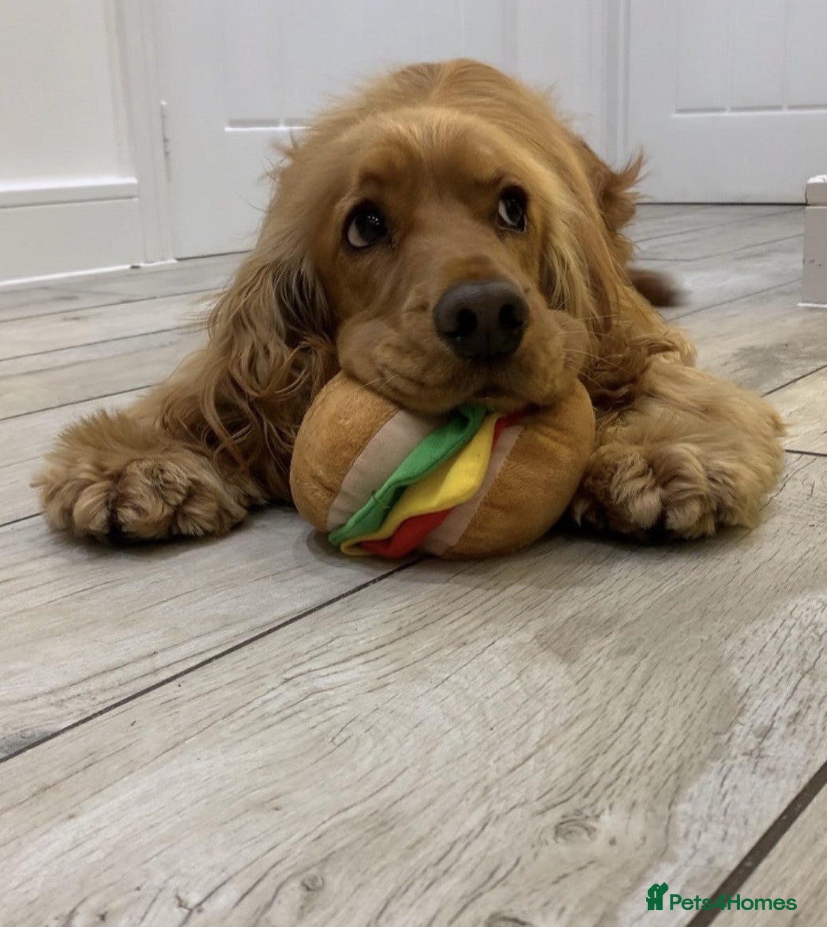 Cocker Spaniel dogs 5-Year-Old Show Cocker Spaniel – Bentley (FREE) in Clitheroe - Advert 1