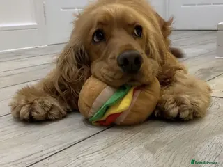 Cocker Spaniel dogs 5-Year-Old Show Cocker Spaniel – Bentley (FREE) in Clitheroe - Advert 1