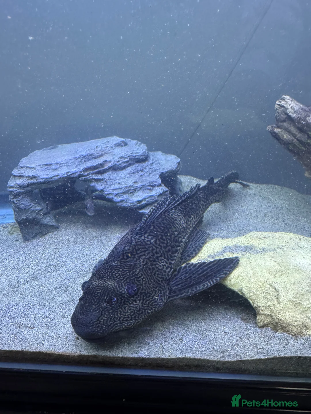 Other/Mixed Breed fish for sale: Tank & fish for sale  - Advert 7
