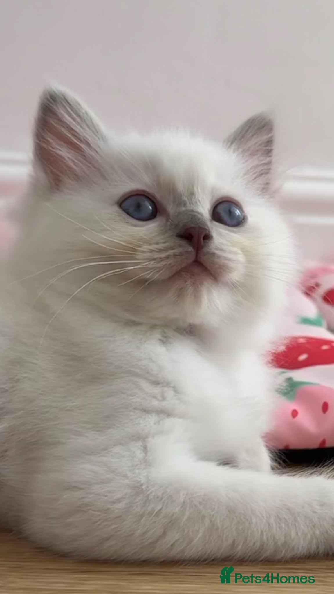 Ragdoll cats GCCF LILAC Ragdoll kittens  - Advert 2