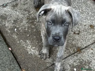 Cane Corso dogs Reduced! 2 Adorable Cane Corso Puppies 🐶🐾🐾 - Advert 1