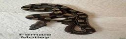 Boa Snake reptiles for sale: Mixed boas for sale  - Advert 4