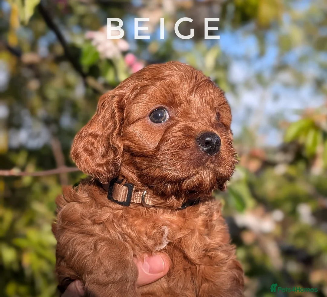 Cavapoo dogs for sale: Gorgeous, rare 'Splash' Cavapoo puppies - Advert 1