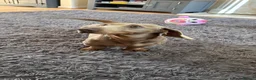 Dachshund dogs for sale: Isabella and tan male daschund  - Advert 2