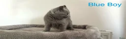 British Shorthair cats for sale: 5 British Shorthair Kittens in Wellingborough - Advert 12