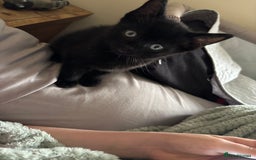British Shorthair cats for sale: BSH kittens black ready now  - Image 5