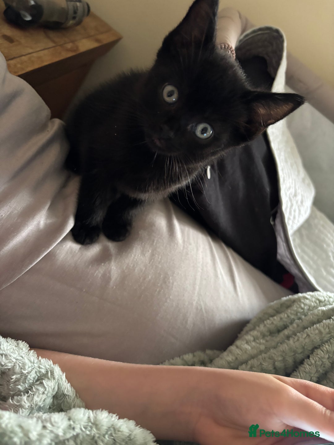 British Shorthair cats for sale: BSH kittens black ready now  - Image 5