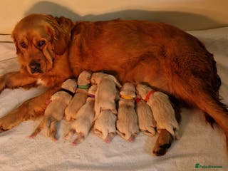 Golden Retriever dogs Golden retrievers Northern Ireland - Advert 3