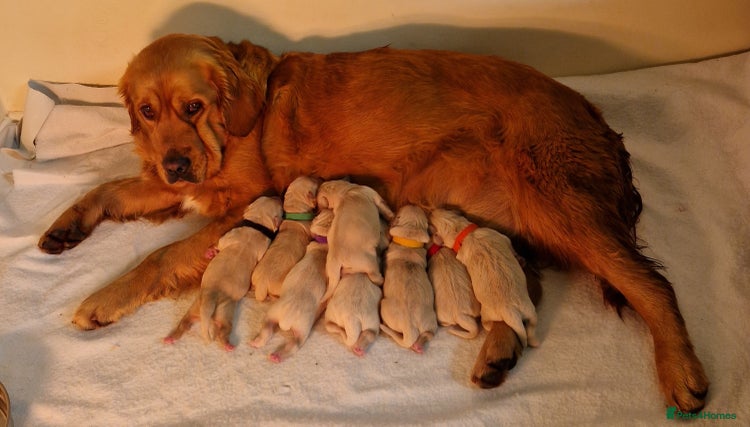 Golden Retriever dogs Golden retrievers Northern Ireland - Advert 11