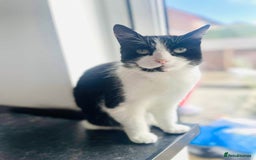 Mixed Breed cats for sale: Nico needs her forever home  - Image 1