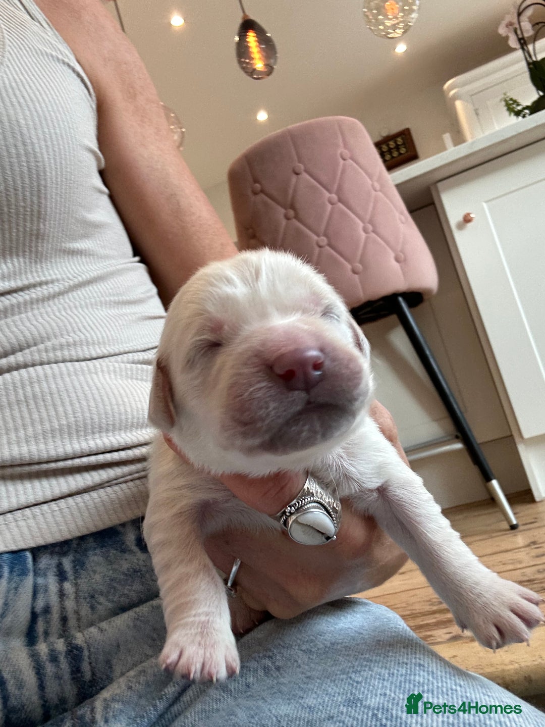 Golden Retriever dogs for sale: Champion line cream golden retriever puppies - Advert 16