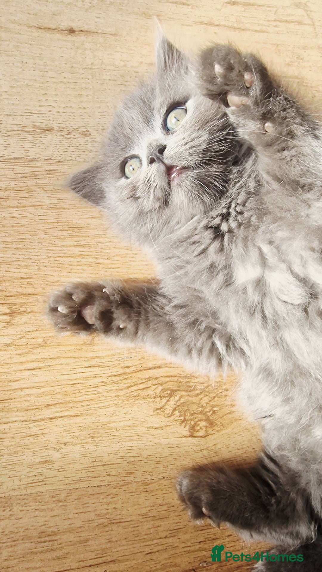 British Longhair cats for sale: Blue & Lilac Gorgeous fluffy BLH male kittens - Advert 5