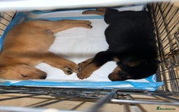Labrador Retriever dogs for sale: male labrador boy ready for his forever home - Image 10