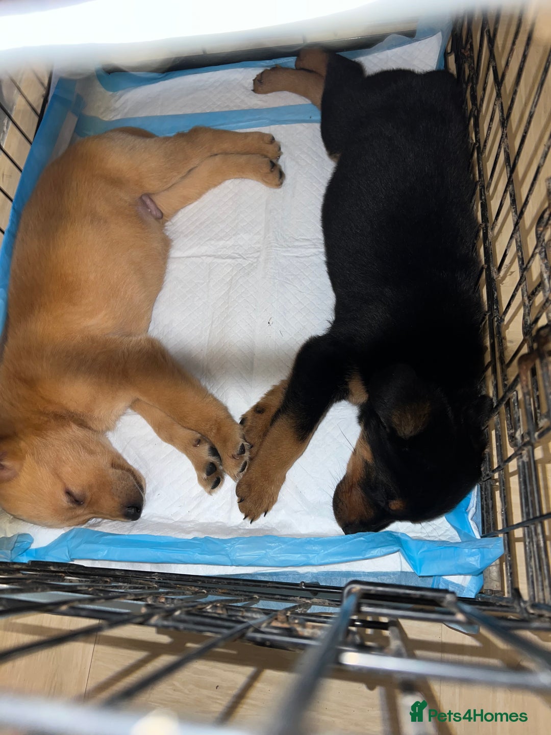 Labrador Retriever dogs for sale: male labrador boy ready for his forever home - Image 10