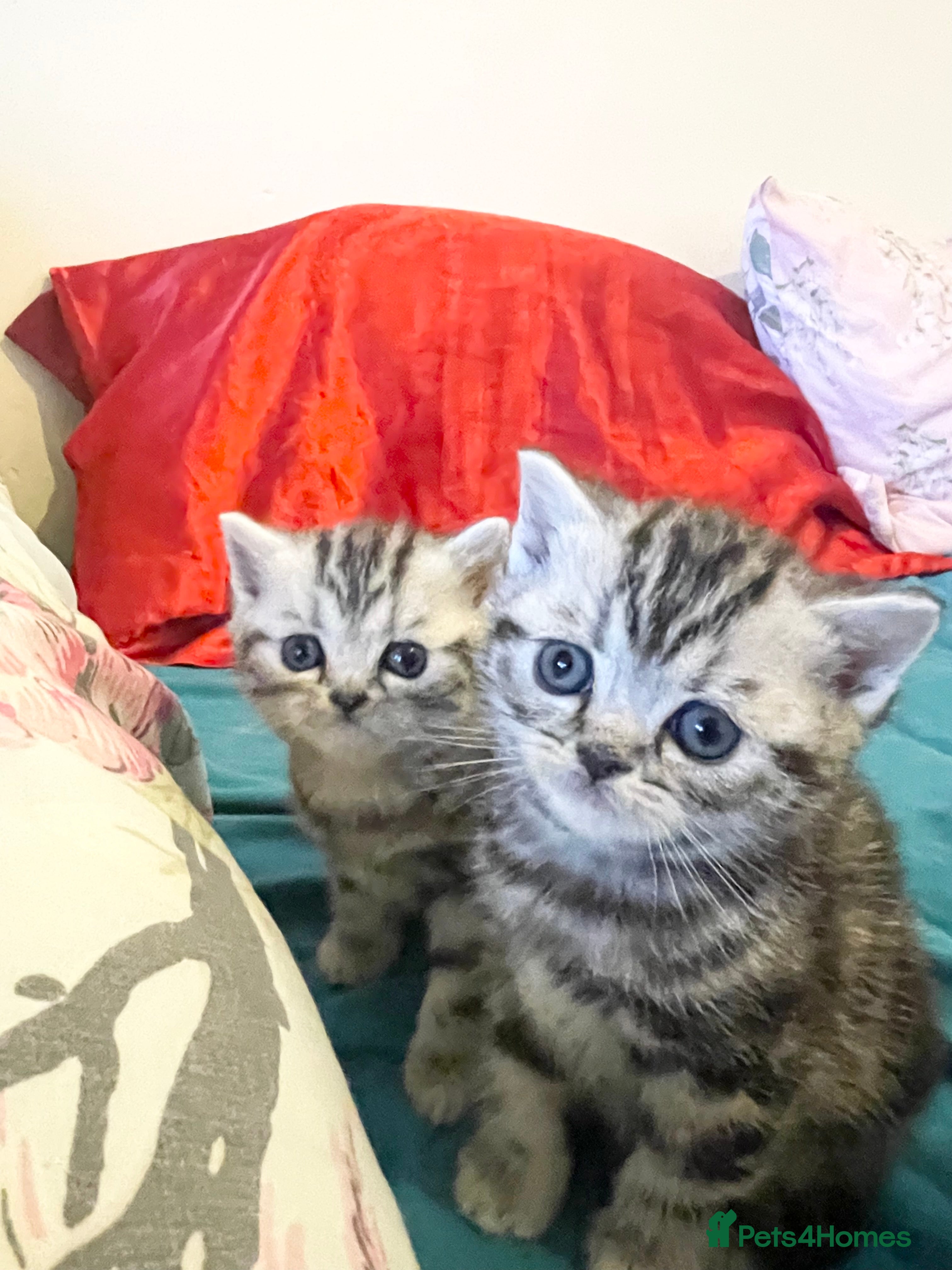 British Shorthair cats Bsh. Silver Tabby Classic .GCCF . - Advert 9