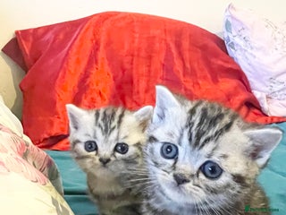 British Shorthair cats Bsh. Silver Tabby Classic .GCCF . - Advert 9