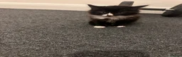 Mixed Breed cats for sale: Kitten  in Wolverhampton - Advert 11
