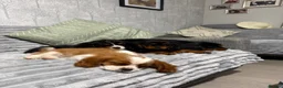 Cavalier King Charles Spaniel dogs for sale: KC Registered Health Tested CKCS Puppies - Advert 17