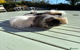 Guinea Pig rodents for sale: Baby Boy Guinea Pigs - Image 9
