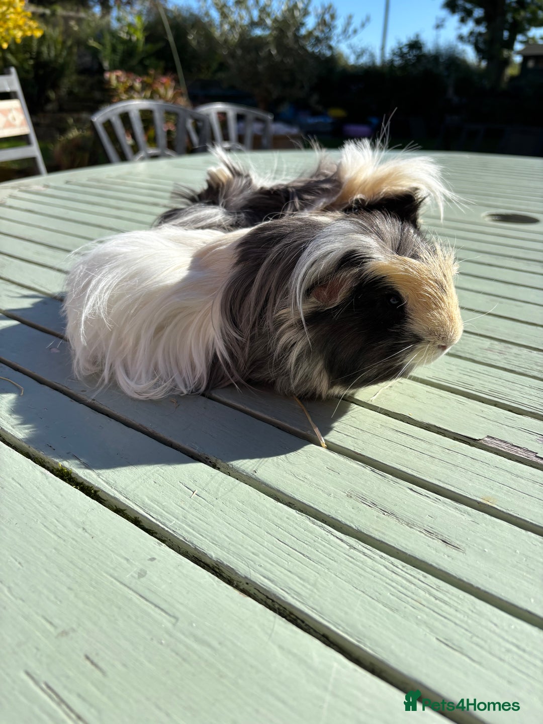 Guinea Pig rodents for sale: Baby Boy Guinea Pigs - Image 9