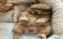 Pomeranian dogs for sale: Female Pom Puppy - Image 5