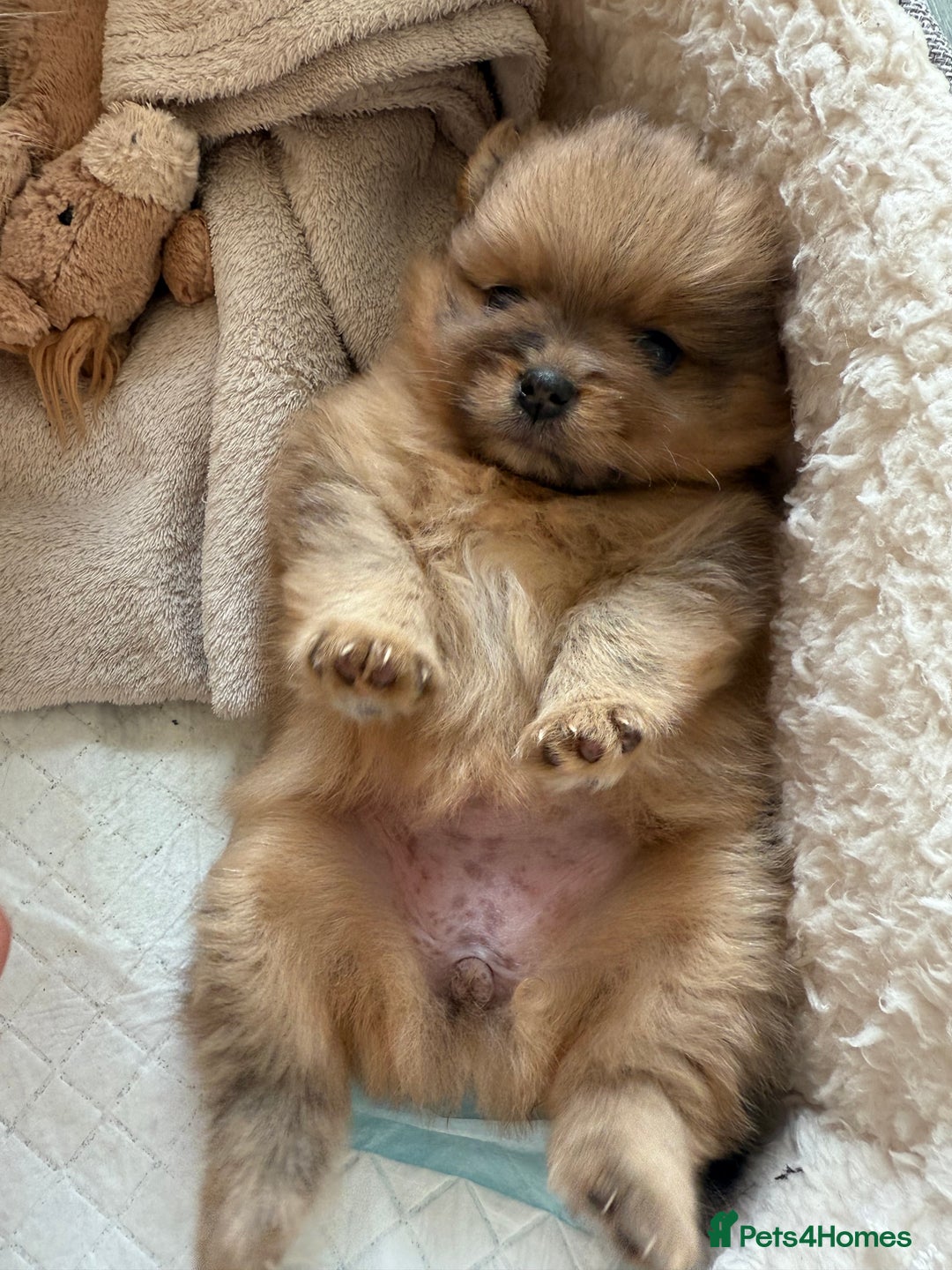 Pomeranian dogs for sale: Female Pom Puppy - Image 5