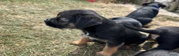 Border Terrier dogs for sale: Beautiful Border Terrier Pups - Advert 19