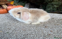 Mini Lop rabbits for sale: Hobby breeder of mini lops bunnies  in Loughborough - Advert 27