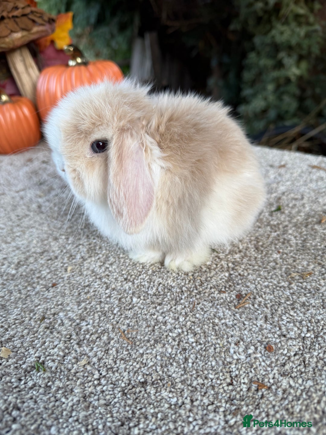 Mini Lop rabbits for sale: Hobby breeder of mini lops bunnies  in Loughborough - Advert 27