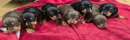 Miniature Dachshund dogs for sale: Beautiful KC Miniature Dachshund Puppies 🐾 - Advert 21