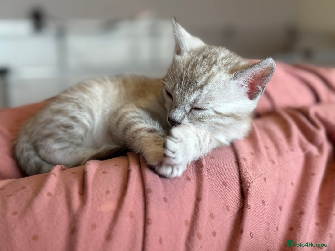 Bengal cats for sale: 💙Stunning Silver Mink Bengal TICA registered  - Image 5