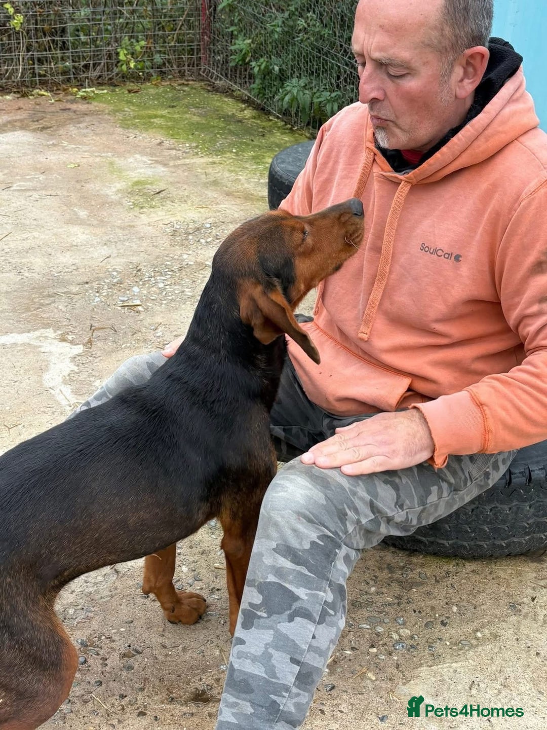 Mixed Breed dogs for adoption: Runa - Norwich Norfolk  - Advert 11