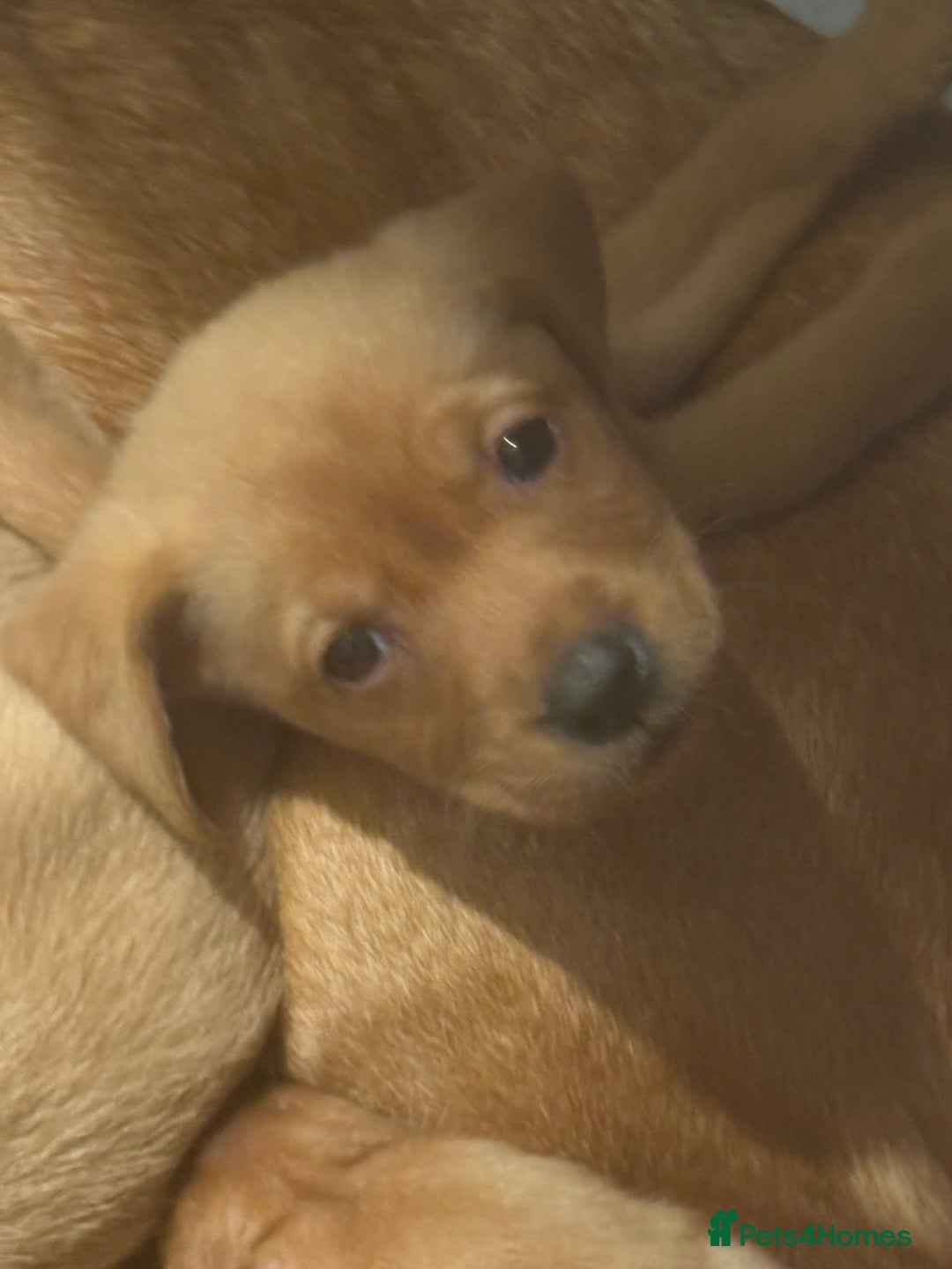 Labrador Retriever dogs for sale: 1 boy left! Fox red KC rEG Labradors working line  - Advert 11