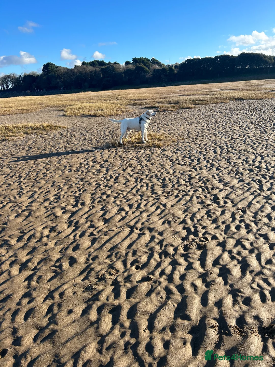 Labrador Retriever dogs for sale: 2year old male lab in Llantwit Major - Advert 14
