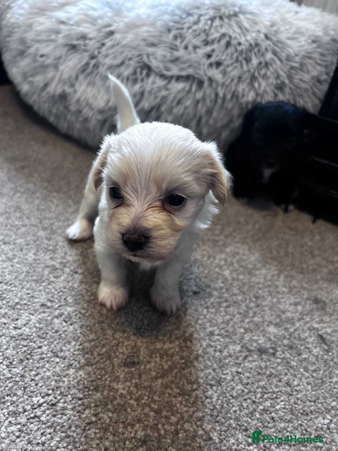 Mixed Breed dogs for sale: Puppies  - Advert 2