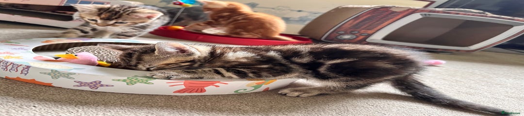 Mixed Breed Kitten 6