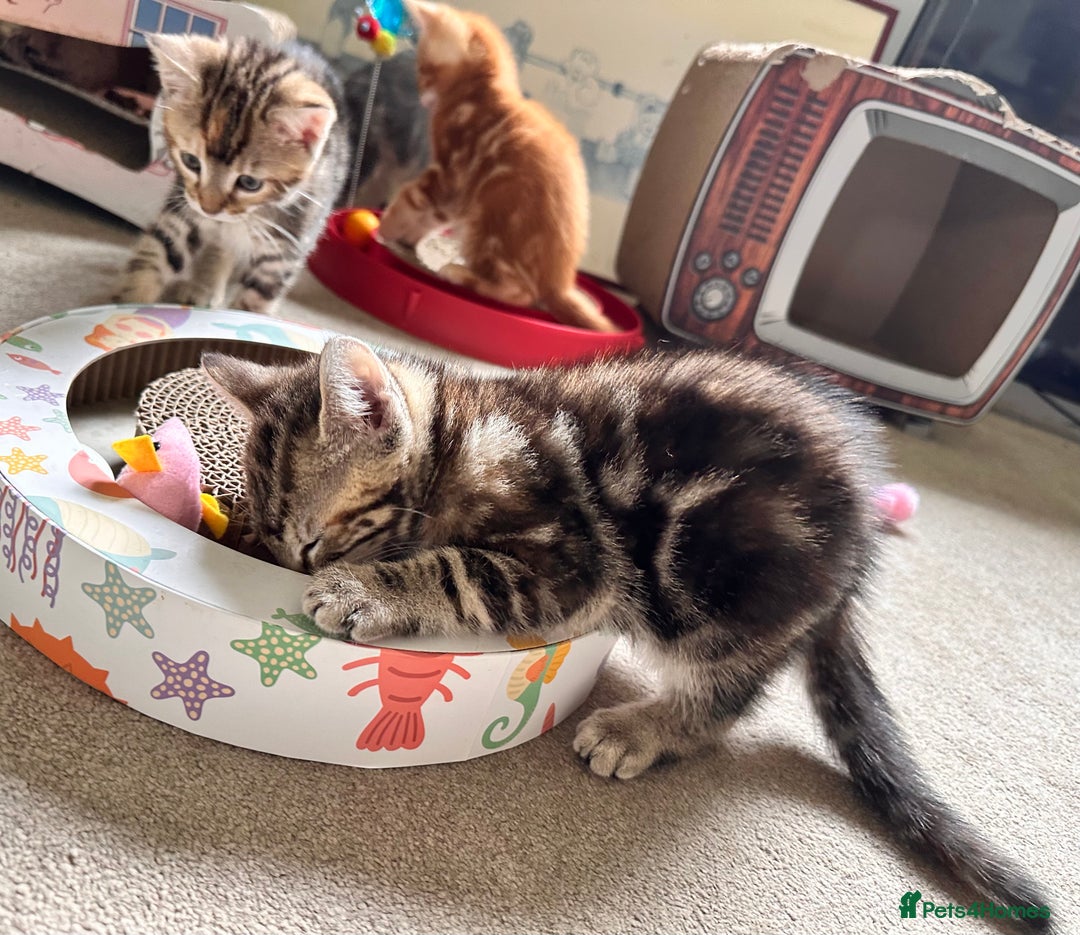 Mixed Breed cats for sale: Lovely bengal mix kittens: tabby, ginger, black - Image 16