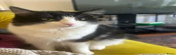 Mixed Breed cats for sale: Litter of 5 ragdoll tabby mixes  - Advert 31