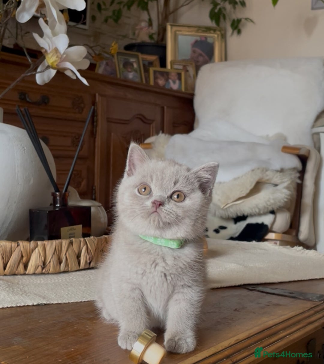 British Shorthair cats for sale: Beautiful Lilac BSH champion Line kittens - Image 29