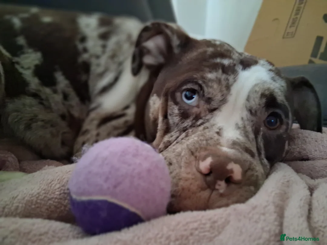 Mixed Breed dogs for sale: Beautiful American bully x staff pups.  - Advert 17