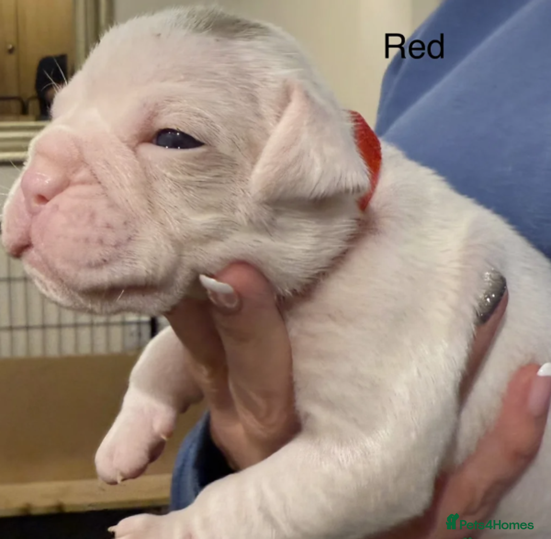 Olde English Bulldogge dogs for sale: 9 Olde English Bulldogge NEBBR registered puppies - Advert 8