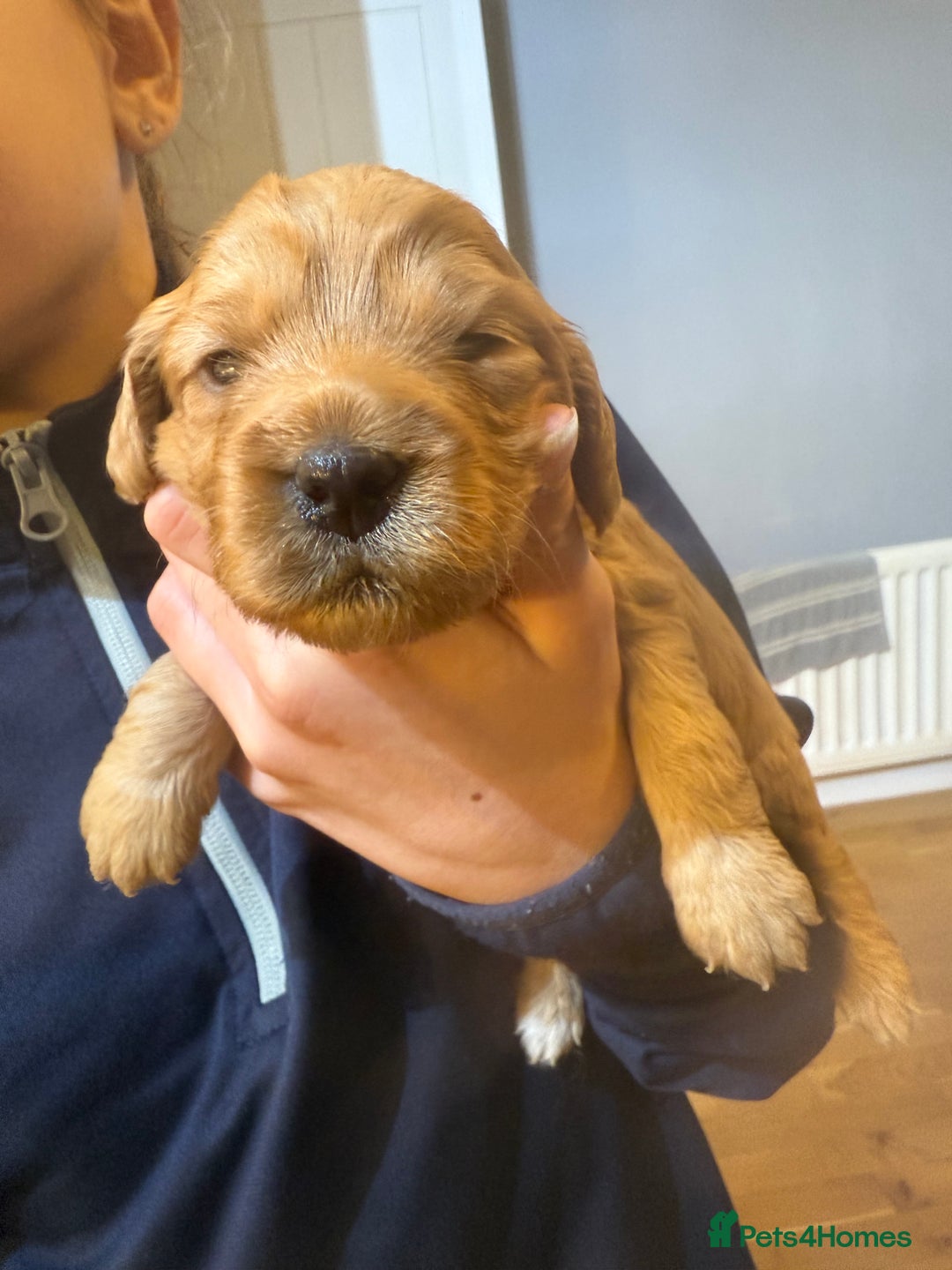 Cockapoo dogs for sale: Beautiful Cockapoo puppies - Advert 12