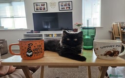 Persian cats for sale: Stunning Persian Boy - Image 17