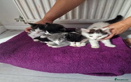 British Shorthair cats for sale: For sale - Image 3