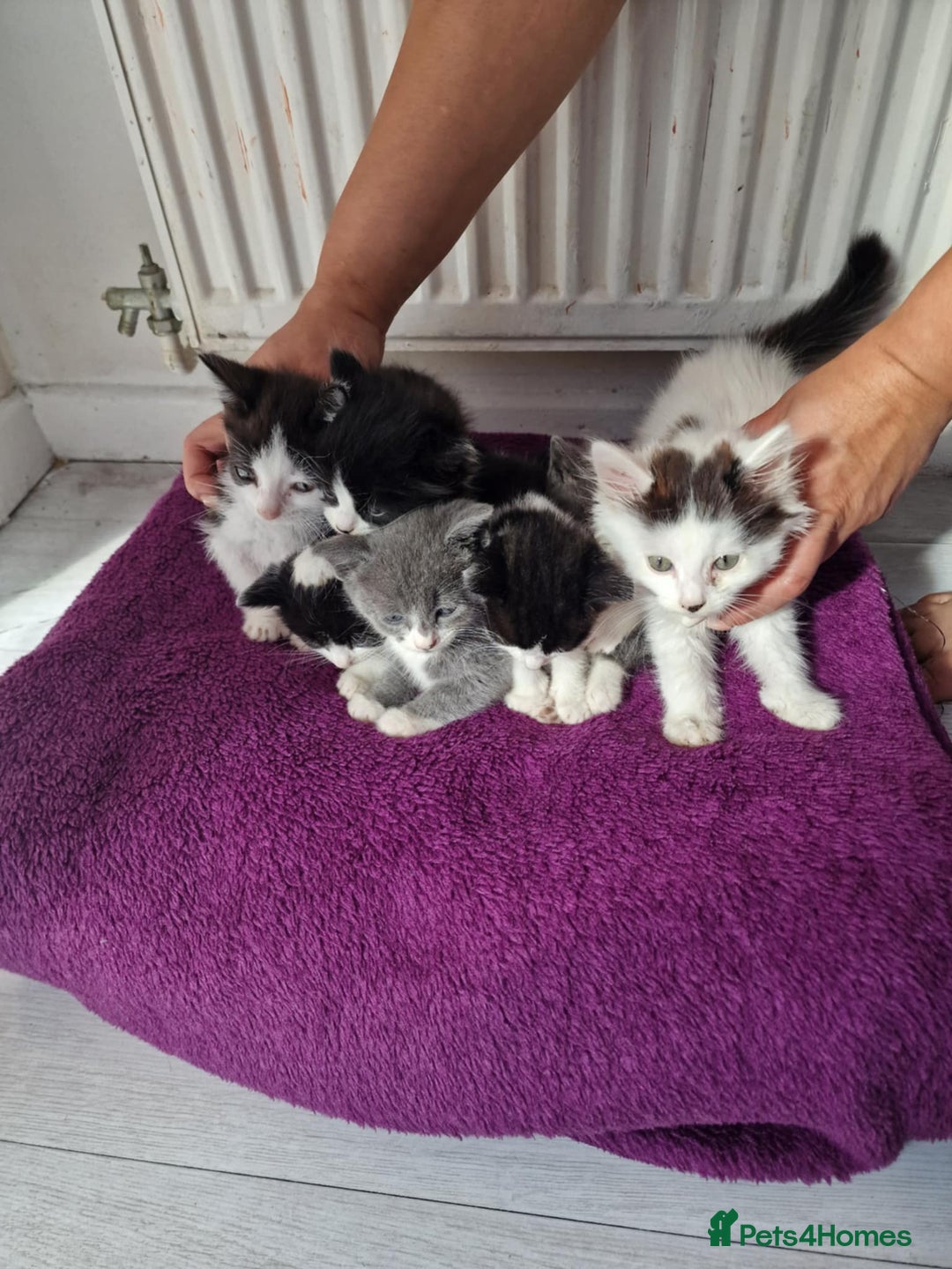 British Shorthair cats for sale: For sale - Image 3
