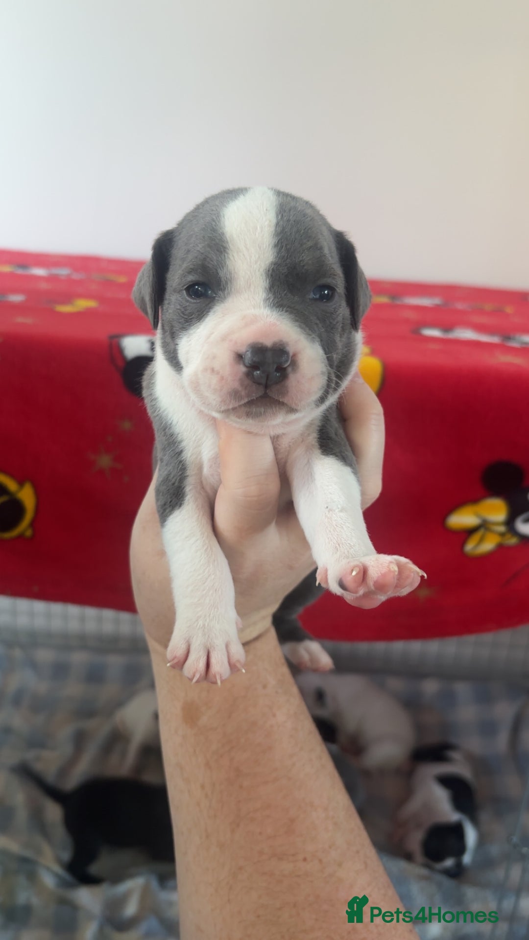 Staffordshire Bull Terrier dogs for sale: Staffordshire bull terriers  - Image 10