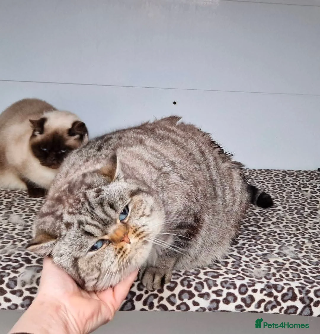 British Shorthair cats for stud: Seal Silver Tabby Pointed for stud duties  - Advert 4