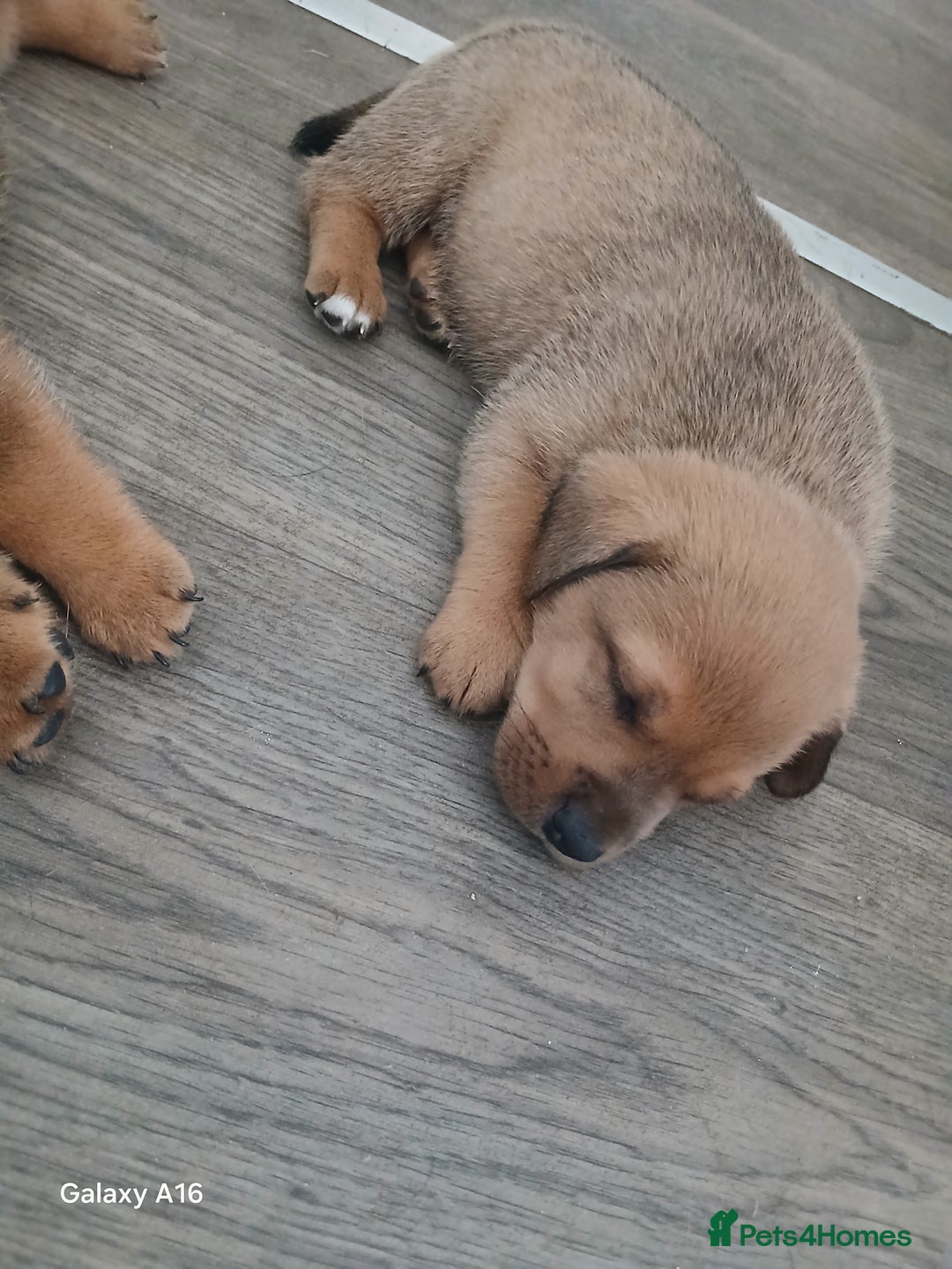 Mixed Breed dogs for sale: F1 Rottweiler x jack Russel  - Image 31
