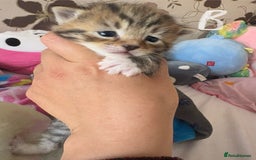 Mixed Breed cats for sale: Beautiful tabby kittens - Image 4